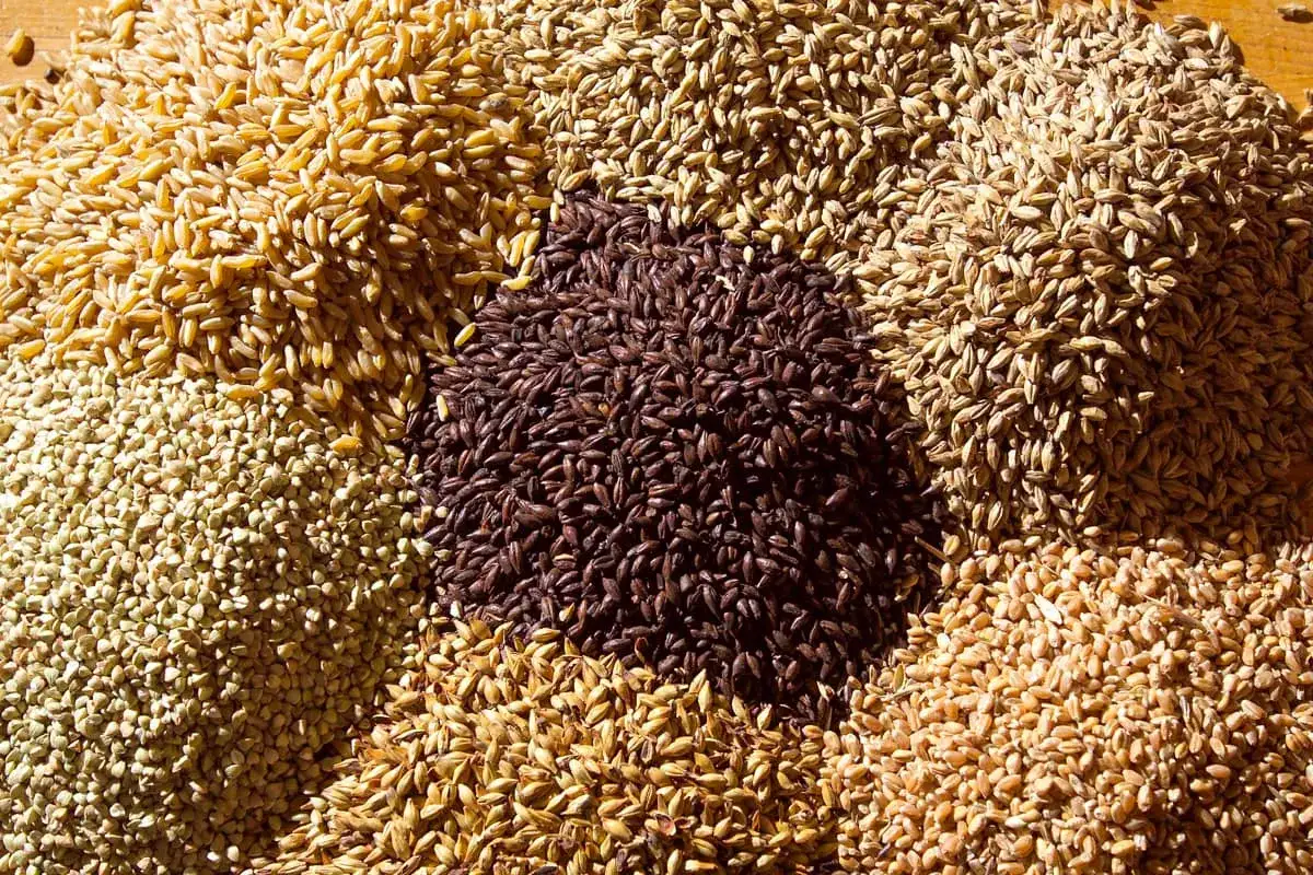 Varietà di chicchi tostati, tra cui il malto d'orzo scuro al centro, pronti per la birrificazione.