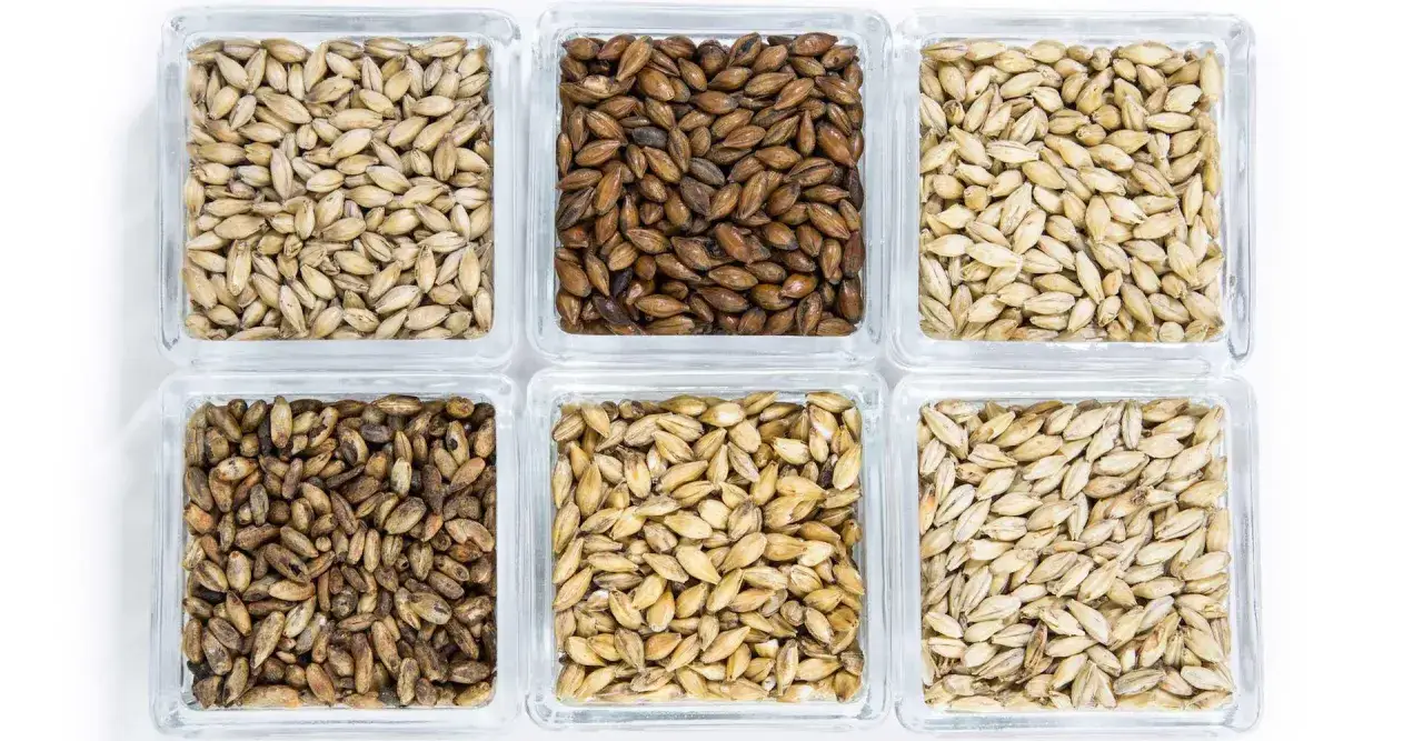 Sei contenitori quadrati in vetro mostrano diverse tonalità di malto d'orzo, dal chiaro al scuro, pronti per la birrificazione.